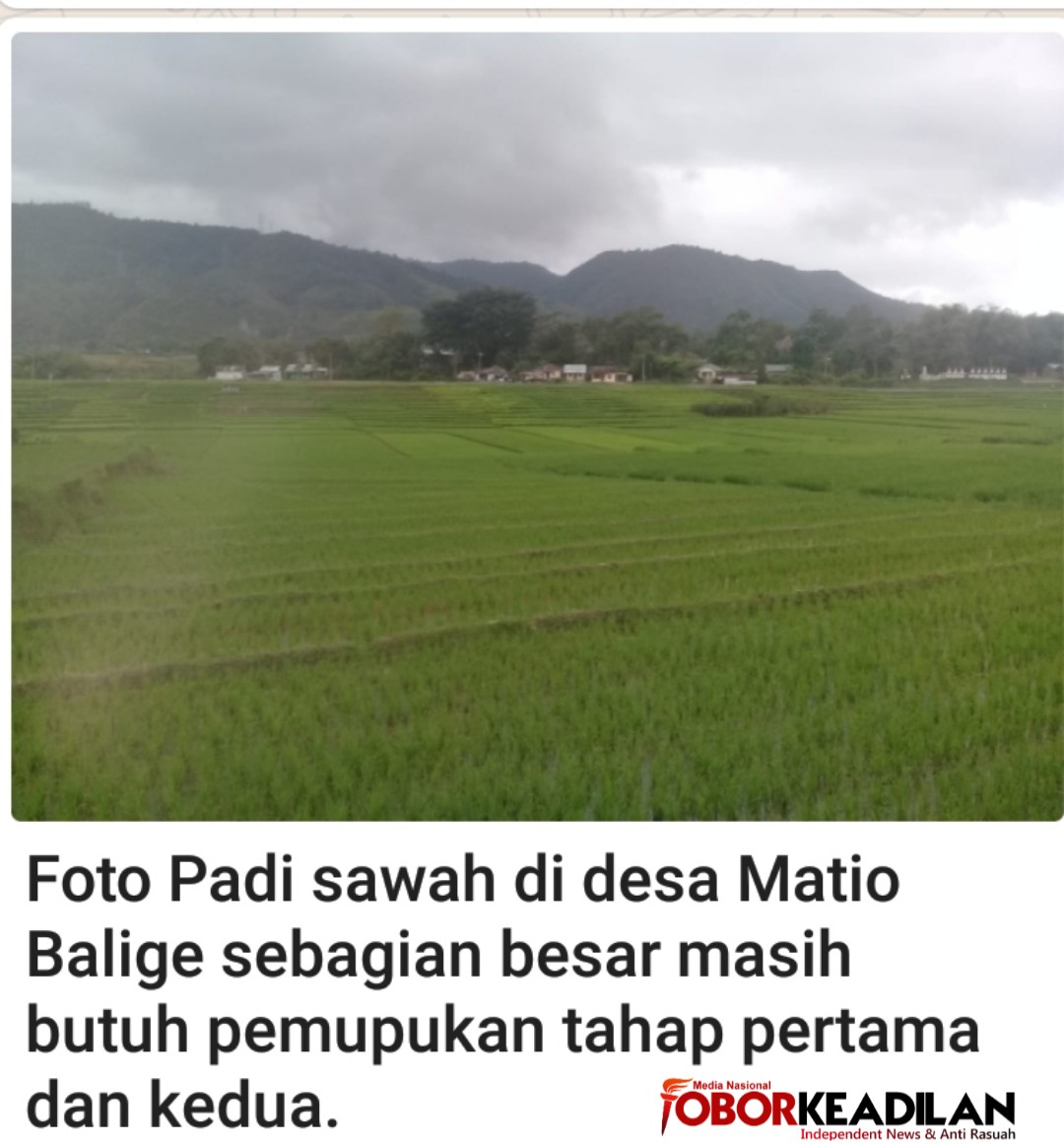 Petani di Matio Resah dan Gelisah Pupuk Tak Ada di Kios
