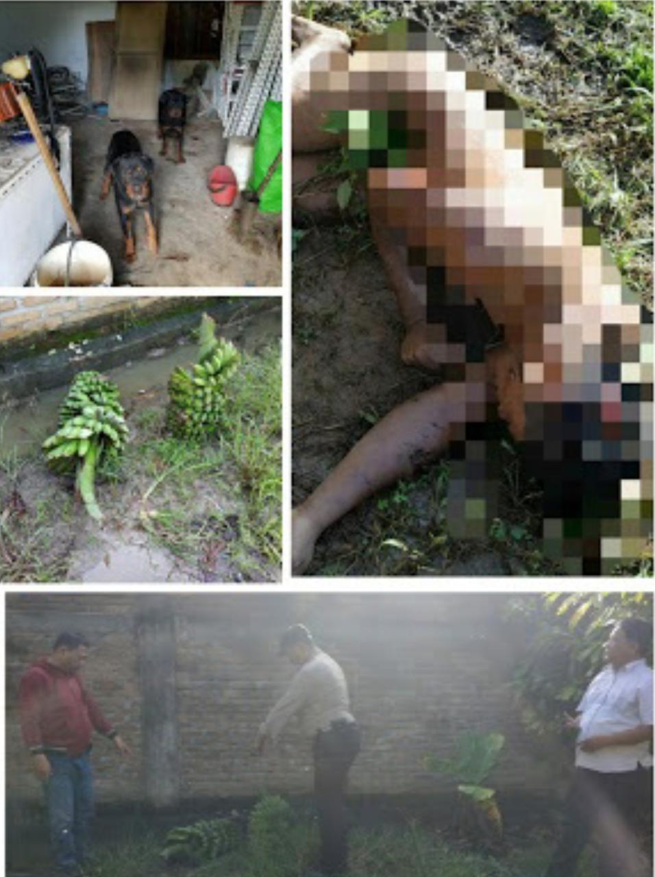 Tewas Dicabik-cabik 4 Ekor Anjing, Diduga Korban Hendak Mencuri Pisang di Kebun Akiong