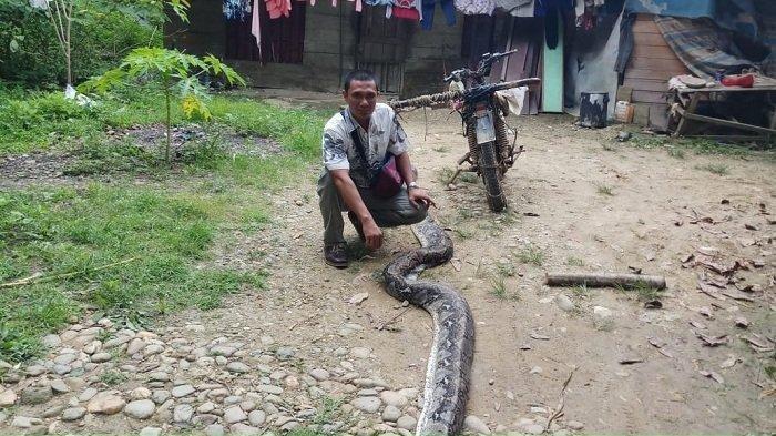 Supriadi Selamatkan Istri Saat Terlilit dan Akan Dimansa Ular Piton Sepanjang 6 Meter
