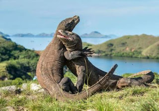 TAMAN NASIONAL KOMODO KEAJAIBAN BARU TEMPAT WISATA KELAS DUNIA