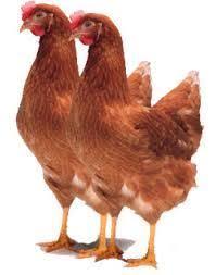 Harga Ayam Ras Anjlok Hingga Rp Rp 8.845/Kg, Kementan: Peternak Salah Prediksi