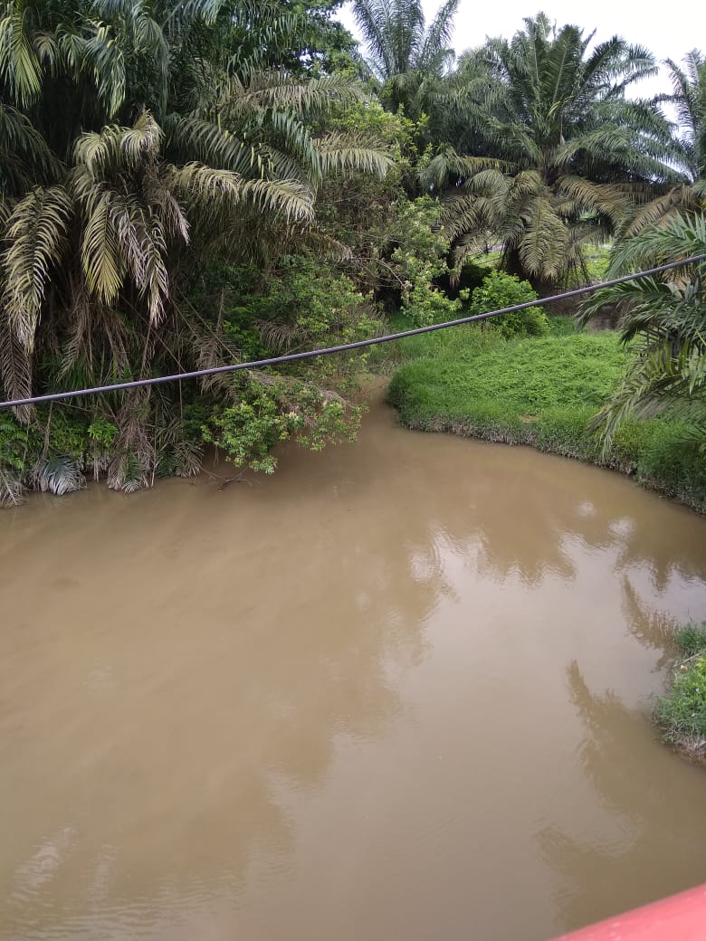 Tanami Sawit di Bantaran Sungai, PT.IIS Kab Pelalawan-Riau Injak-injak PP no.23 Tentang Lingkungan Hidup 