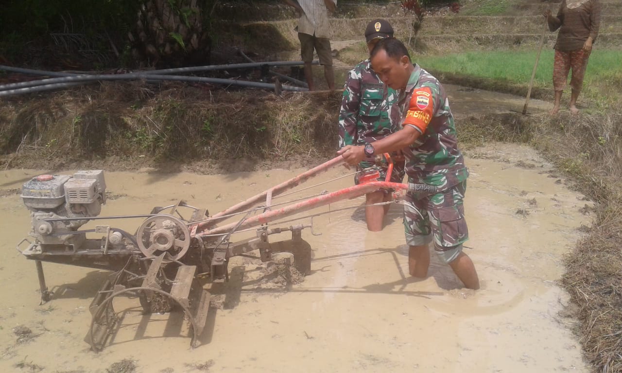 Koramil Habinsaran Turun Ke Sawah Membantu Kelompok Tani