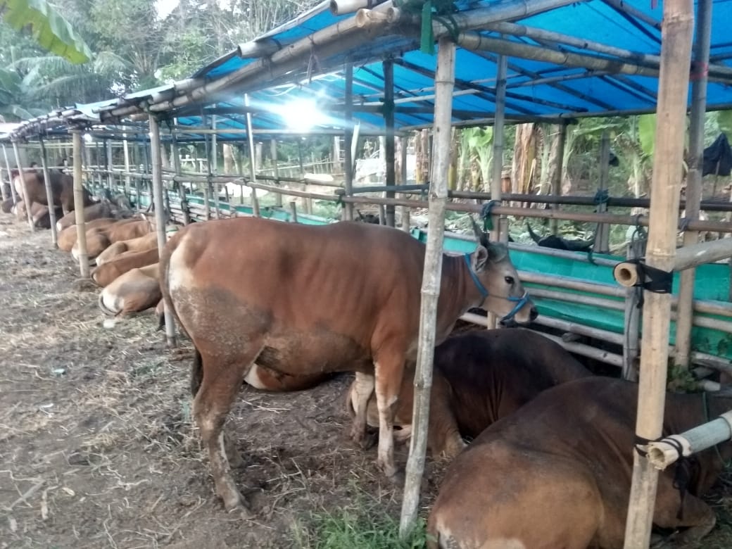 JUAL SAPI QURBAN, INDAHNYA BERBAGI, BERQURBAN DAN BERSEDEKAH