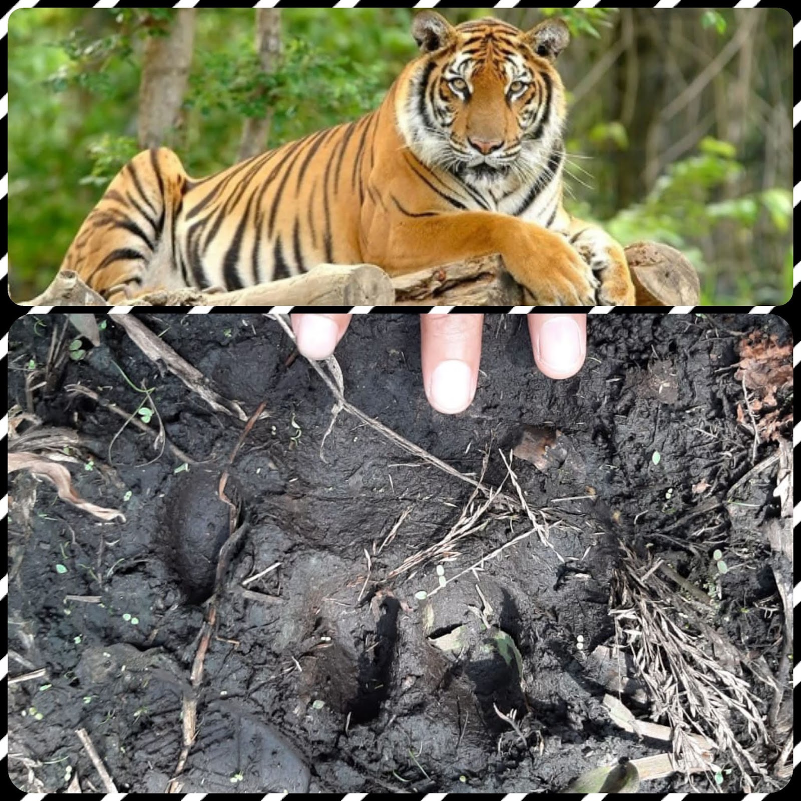 Jejak Harimau Kembali Ditemukan Disekitar Permukiman warga, Warga Diminta Waspada..!