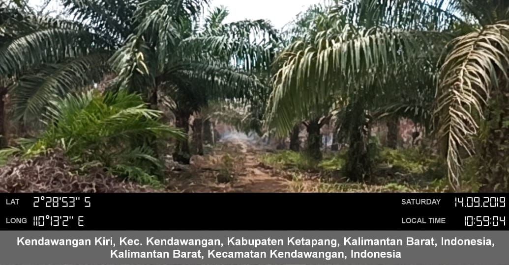 Terbakar Ratusan HA Kebun Sawit Milik PT. BGA, Tak Punya Pemadam Yang Memadai 