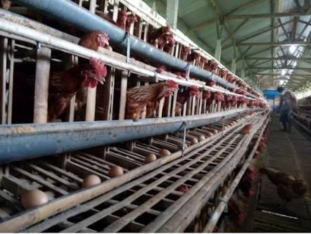 LIMBAH PICU POLEMIK WARGA UMBUL SALAK