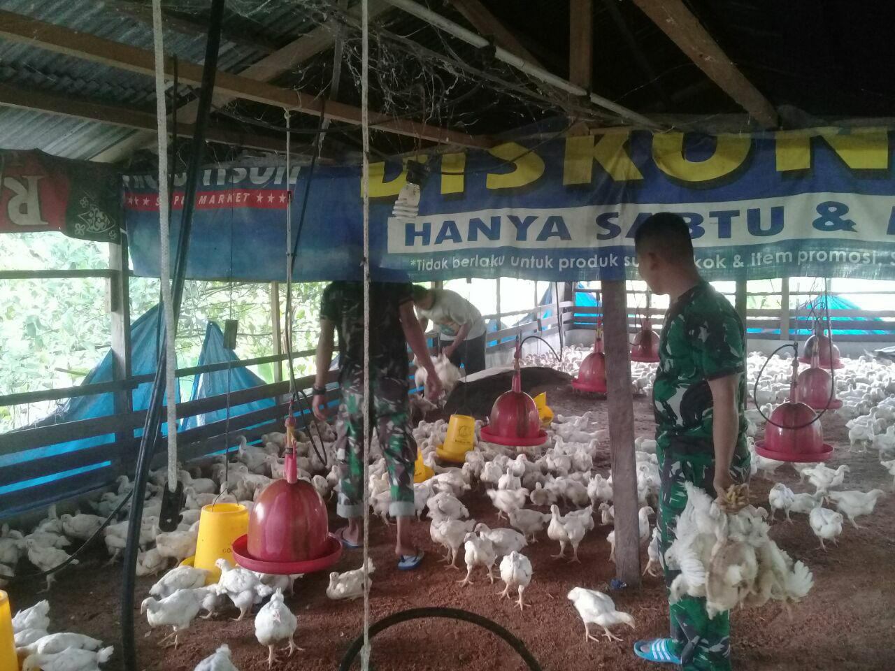 Peran Satgas Yonif Para Raider 501 Kostrad Dalam Upaya Meningkatkan Perekonomian Kerakyatan