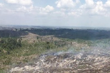 KLHK Sudah Mengantongi Nama Cukong Pencaplok TNTN Riau 