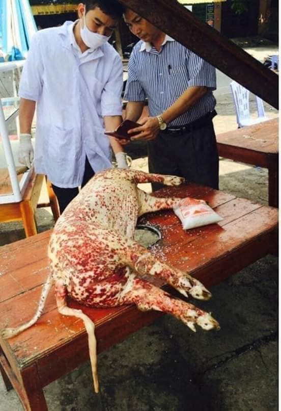 Ratusan Ekor Ternak Babi di Silaen Mati Terkena Penyakit "Hog Cholera"