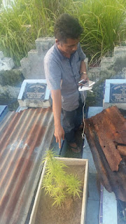 Ganja ditemukan  Tumbuh Subur Di TPU aek Tampang kota  Padangsidimpuan