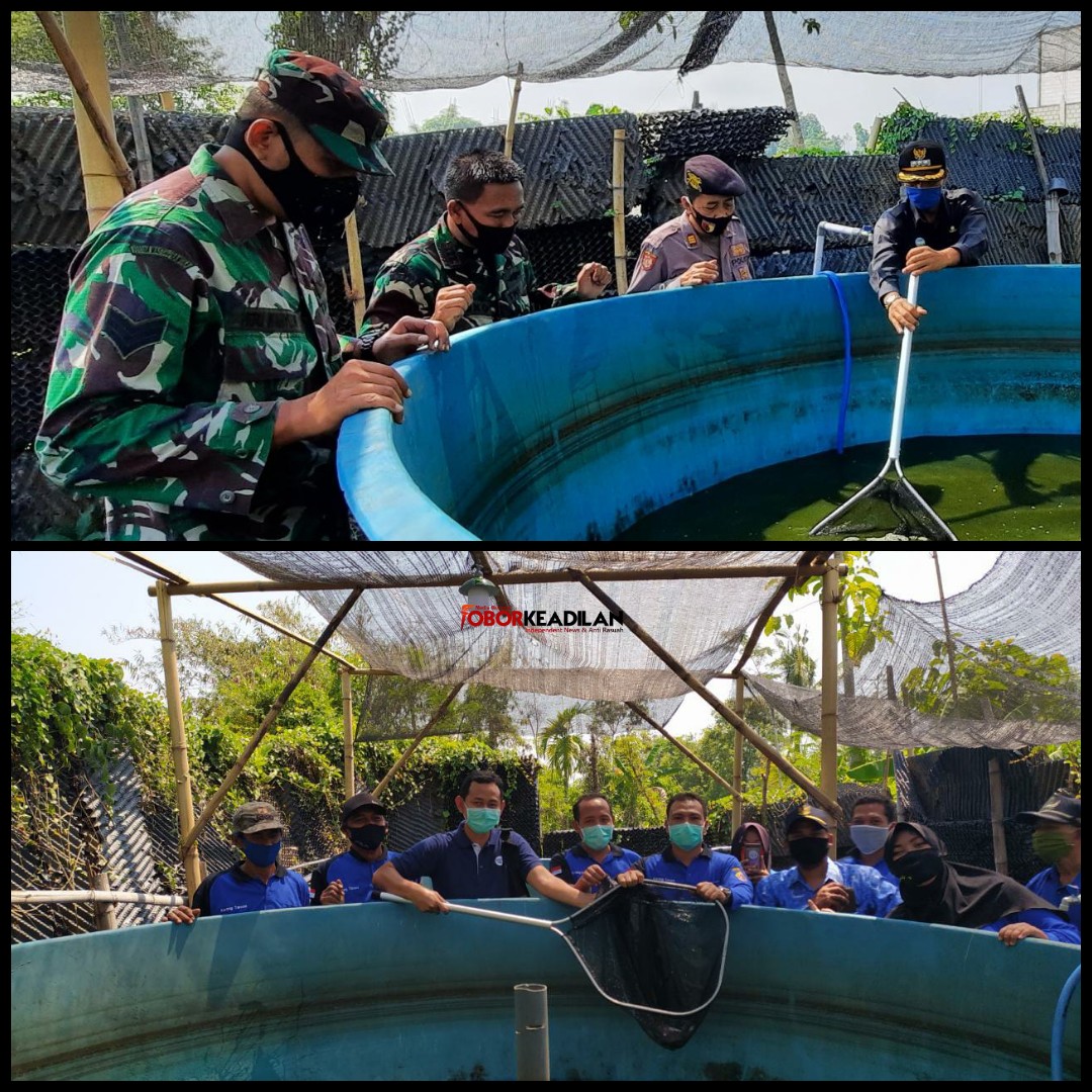 Panen Perdana Budidaya lele program dampingan AQUA Keboncandi tuai Apresiasi berbagai pihak