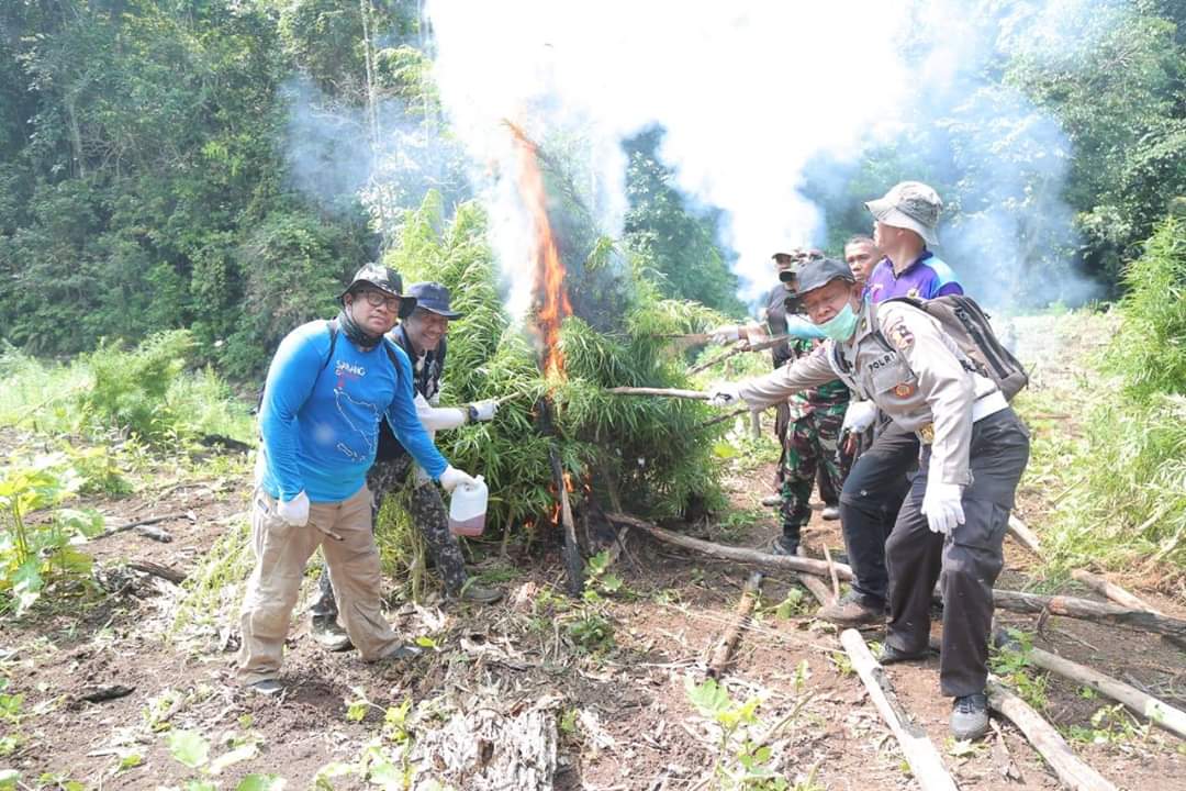 MUSNAHKAN 15 TON GANJA BASAH, BNN MEMUTUS RANTAI SUPPLY
