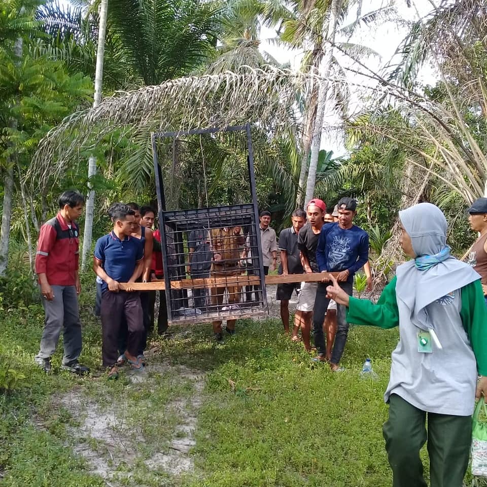 Beruang Madu Masuk Lingkungan Warga Di Dumai - Riau, BKSDA Riau Pasang Perangkap
