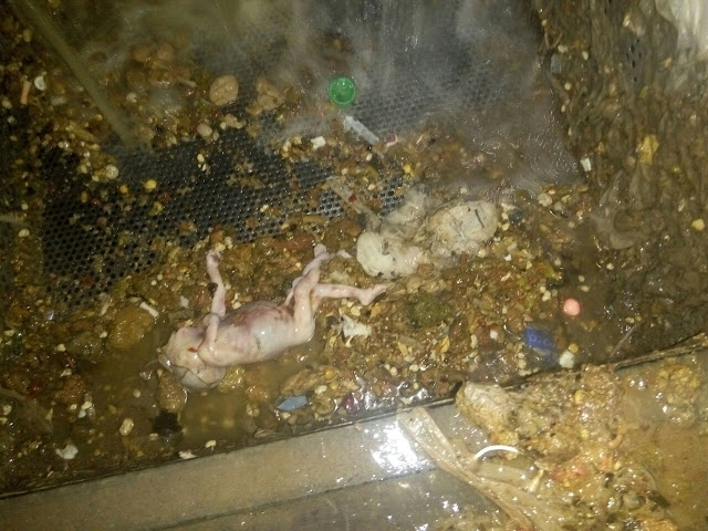 PETUGAS KEBERSIHAN TEMUKAN MAYAT BAYI DI SELOKAN JAKARTA PUSAT