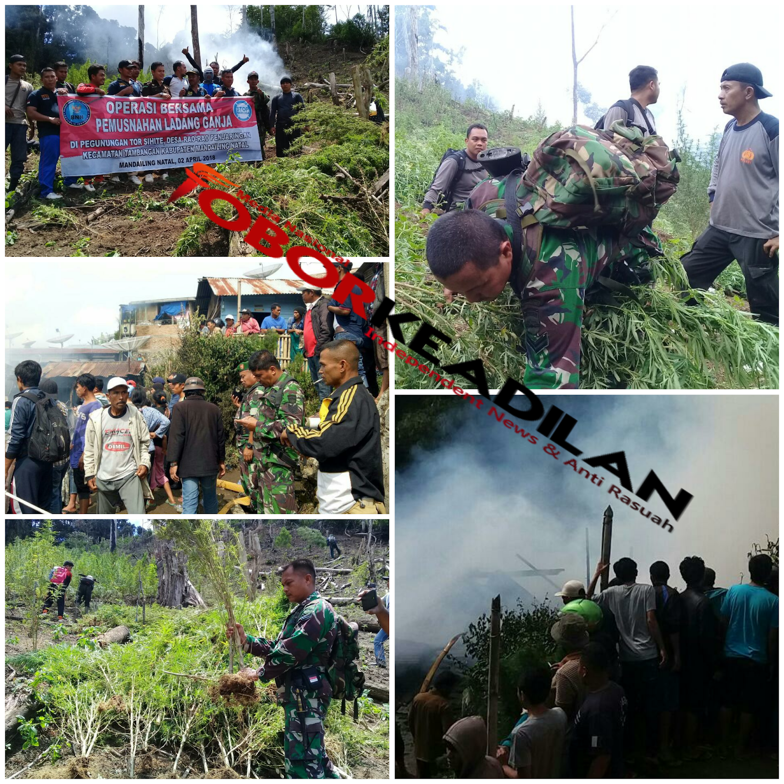 Tim Gabungan B Kembali Perang Melawan Narkoba Ditabagsel di temukan Ladang Ganja 2,5 Ha di Madina 