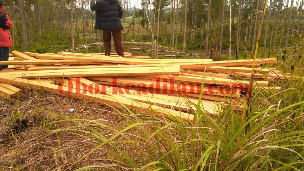 HUTAN SIMPANGAN BOLON SIMALUNGUN LUDES DIJARAH MALING KPH II SIANTAR DUDUK MANIS