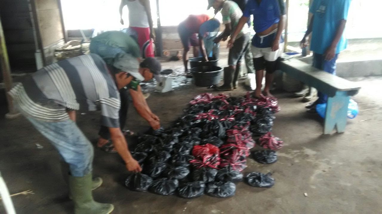 Budidaya Ikan lele Di Desa Tani Makmur Gagal Titol , Rt 01 Dan Rt 13 Bagi Bagi Ikan Ke Warga