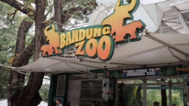 Kematian Anak Harimau Benggala di Bandung Zoo Memicu Evaluasi Manajemen Fasilitas Satwa Liar