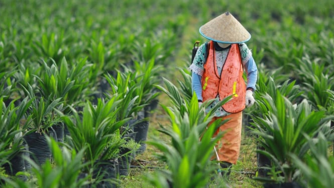 Bakrie Sumatera Plantations Raih Pertumbuhan Signifikan dengan Laba Operasi Mencapai Rp 388 Miliar