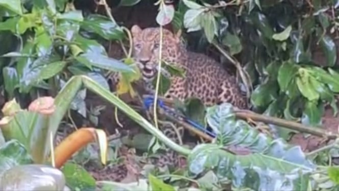 Macan Tutul Sesat Masuki Kampung Cisarua: Operasi Penyelamatan Satwa Liar Berlangsung Dramatis