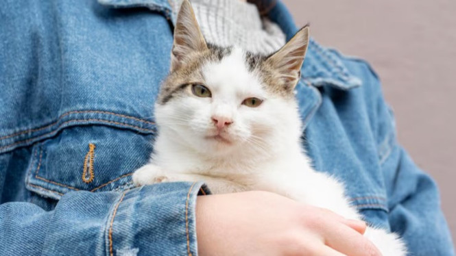 Pekerjaan Impian atau Strategi Pemasaran? Lowongan 'Peluk Kucing' Senilai Ratusan Juta Ramai Dibicarakan