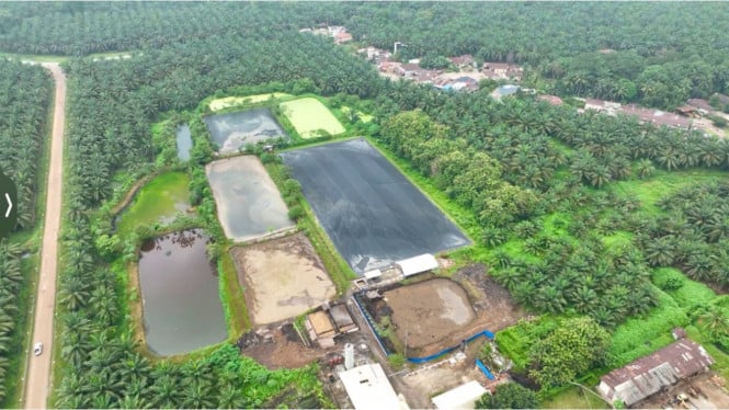 Transformasi Limbah Sawit Menjadi Sumber Pendapatan: Strategi Ekonomi Sirkular Industri Kelapa Sawit Indonesia
