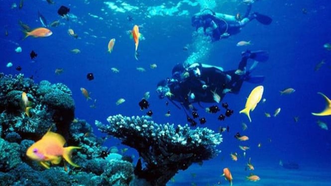 Jelajahi Keajaiban Terumbu Karang Indonesia: Petualangan Bawah Laut Kini Lebih Mudah Diakses