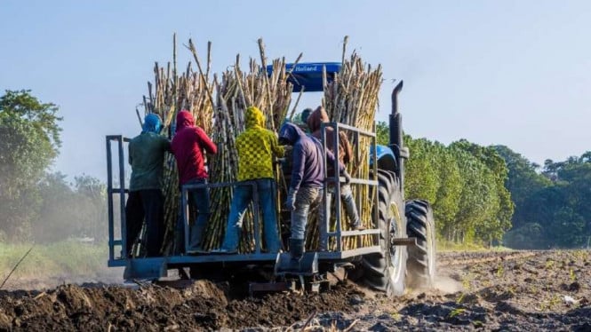 Mengungkap Akar Permasalahan: Mengapa Produktivitas Tebu Indonesia Terus Tertinggal di Panggung Global