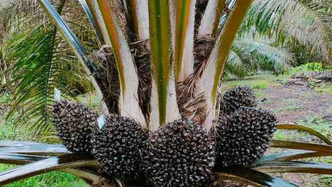 Regulasi Eropa Guncang Industri Sawit Indonesia: Petani Kecil Terancam Tertinggal dalam Sistem Pelacakan