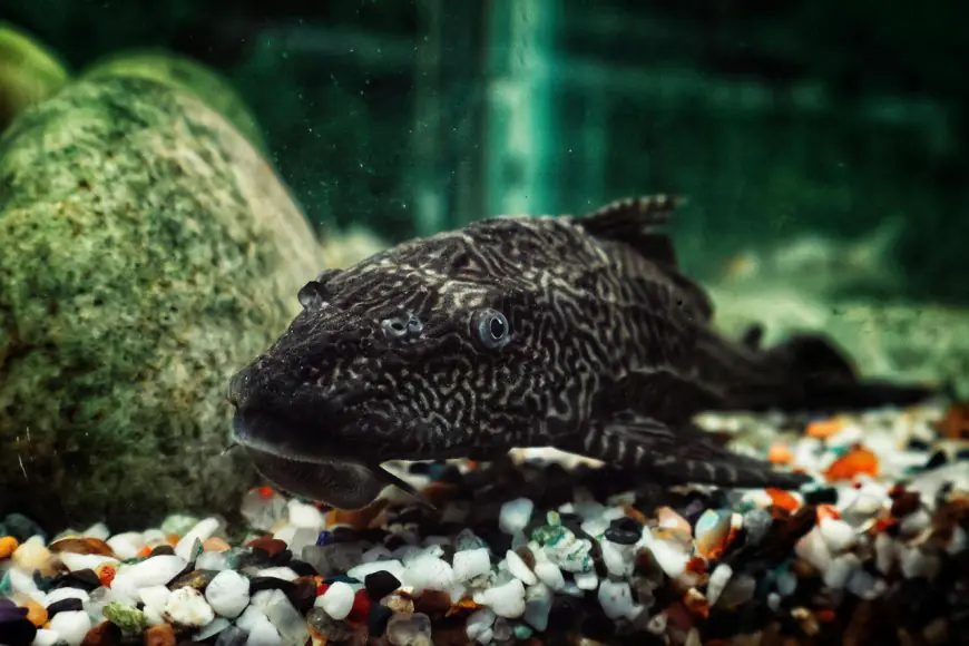 Ledakan Populasi Ikan Sapu-Sapu di Sungai Malang: Krisis Ekosistem yang Terabaikan atau Sinyal Peringatan Degradasi Lingkungan?