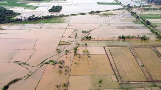 Menteri Pertanian Akselerasi Pemulihan Puluhan Ribu Hektare Sawah untuk Menyelamatkan Ketahanan Pangan Nasional