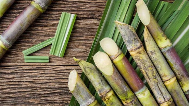 Tiga Pilar Pertanian untuk Mewujudkan Kemandirian Energi Terbarukan Indonesia