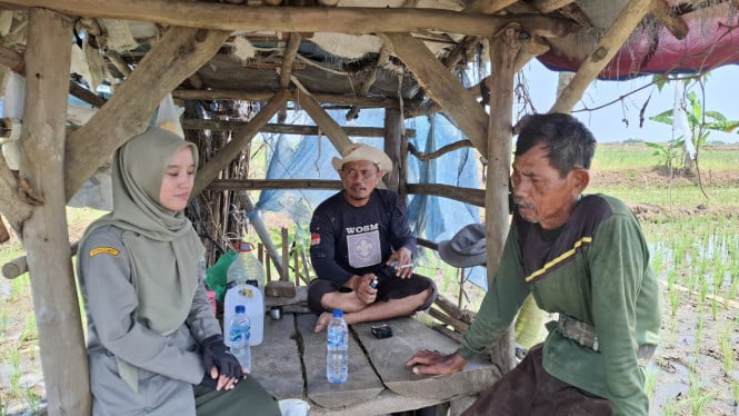Lonjakan Harga Gabah Bawa Harapan Baru bagi Petani di Majalengka