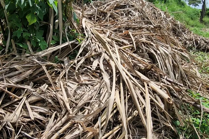 Konflik Lahan di TPA Supit Urang: Petani Tebu Menggugat Kelalaian Dinas Lingkungan Hidup Kota Malang