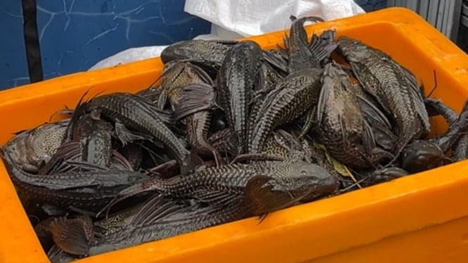 Ikan Sapu-Sapu Tersembunyi: Bahaya Konsumsi Reguler yang Jarang Diketahui Masyarakat Indonesia