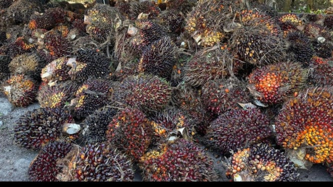 Transformasi Industri Sawit: Strategi Pengolahan Domestik untuk Melipatgandakan Nilai Ekonomi Nasional