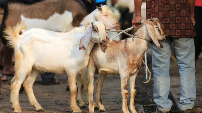 Redistribusi Daging Kurban Indonesia ke 30 Negara: Solusi Konkret Mengatasi Ketimpangan Pangan Global