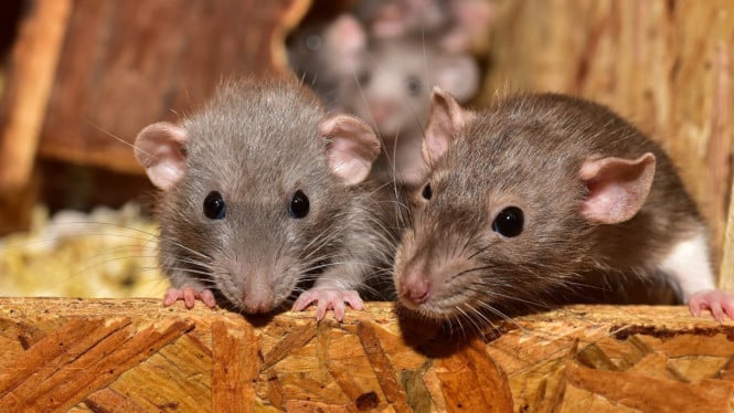Waspada Hantavirus: Transmisi Melalui Udara Menjadi Ancaman Kesehatan Masyarakat Indonesia