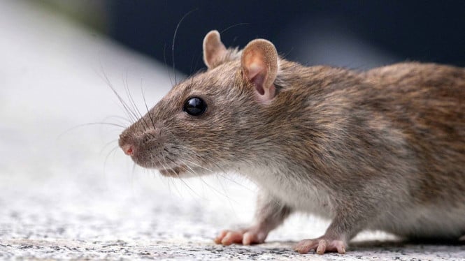 Waspada Hantavirus: Panduan Lengkap Pengendalian Populasi Tikus di Lingkungan Rumah Tangga