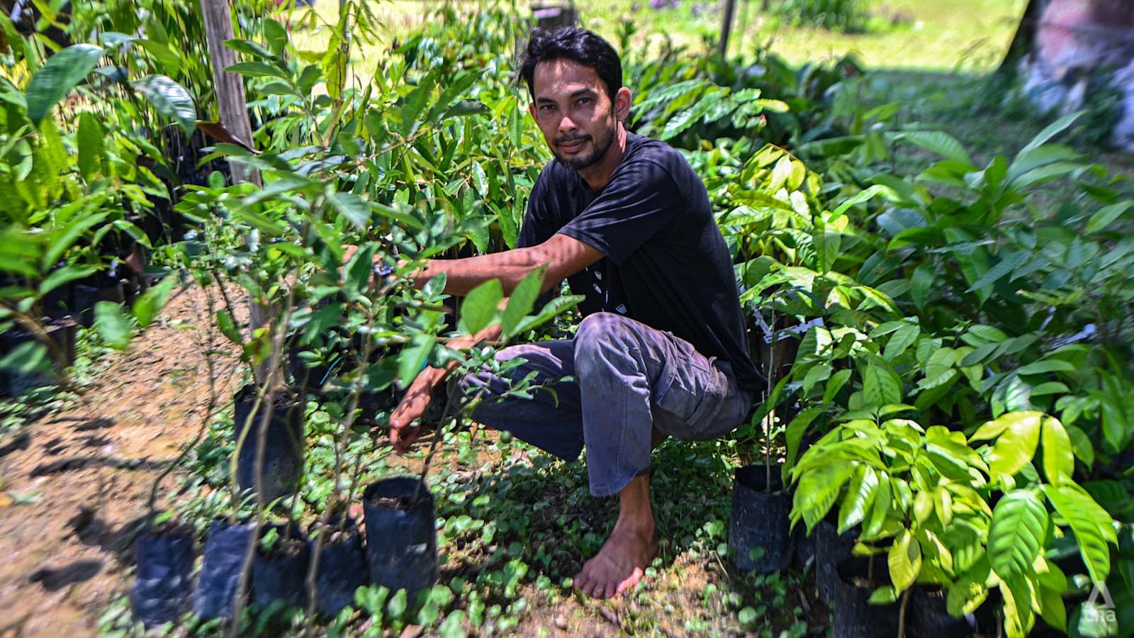 Dari Gedung Pencakar Langit ke Sawah Hijau: Fenomena Warga Singapura Pilih Bertani di Johor