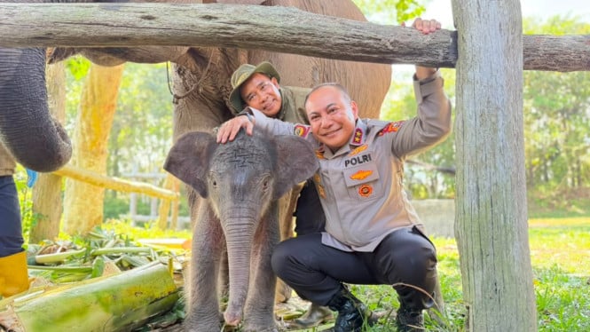 Kapolda Riau Persembahkan Nama Istimewa untuk Gajah Betina Baru Tesso Nilo, Simbol Harapan Konservasi Alam