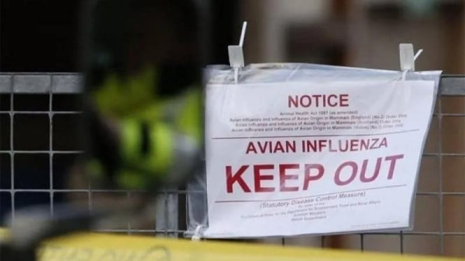 Waspada: Virus Flu Burung H5 Berhasil Menembus Pertahanan Kesehatan Australia