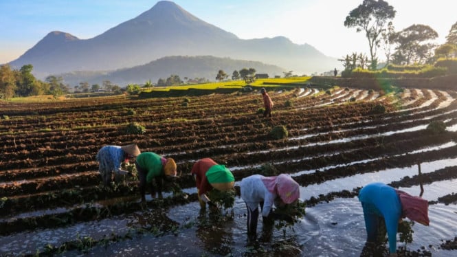 Paradoks Ekonomi Pertanian: NTP Merosot di Juni 2026 Meski Harga Beras Mengalami Peningkatan