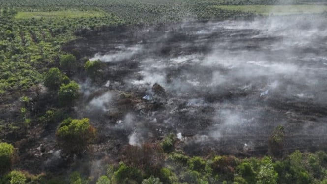 Darurat Kebakaran Lahan Gambut di Rokan Hilir, 7 Hektare Terdampak dan Puluhan Titik Panas Terdeteksi