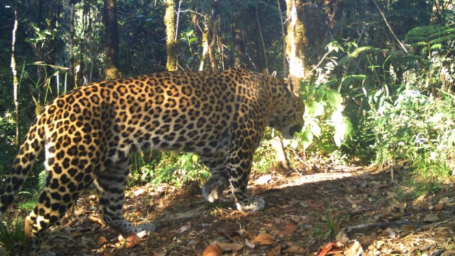 Polisi Bongkar Kabar Bohong Serangan Macan di Garut, Ingatkan Masyarakat Waspada Hoaks