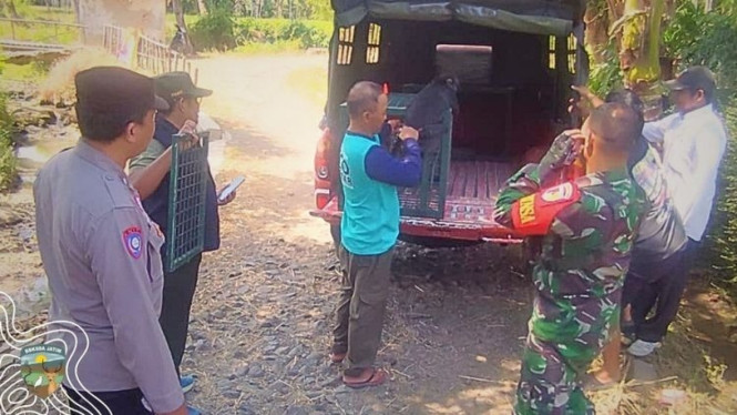 Operasi Penyelamatan Lutung Jawa di Bondowoso: Kisah Momon yang Kembali ke Habitat Alami