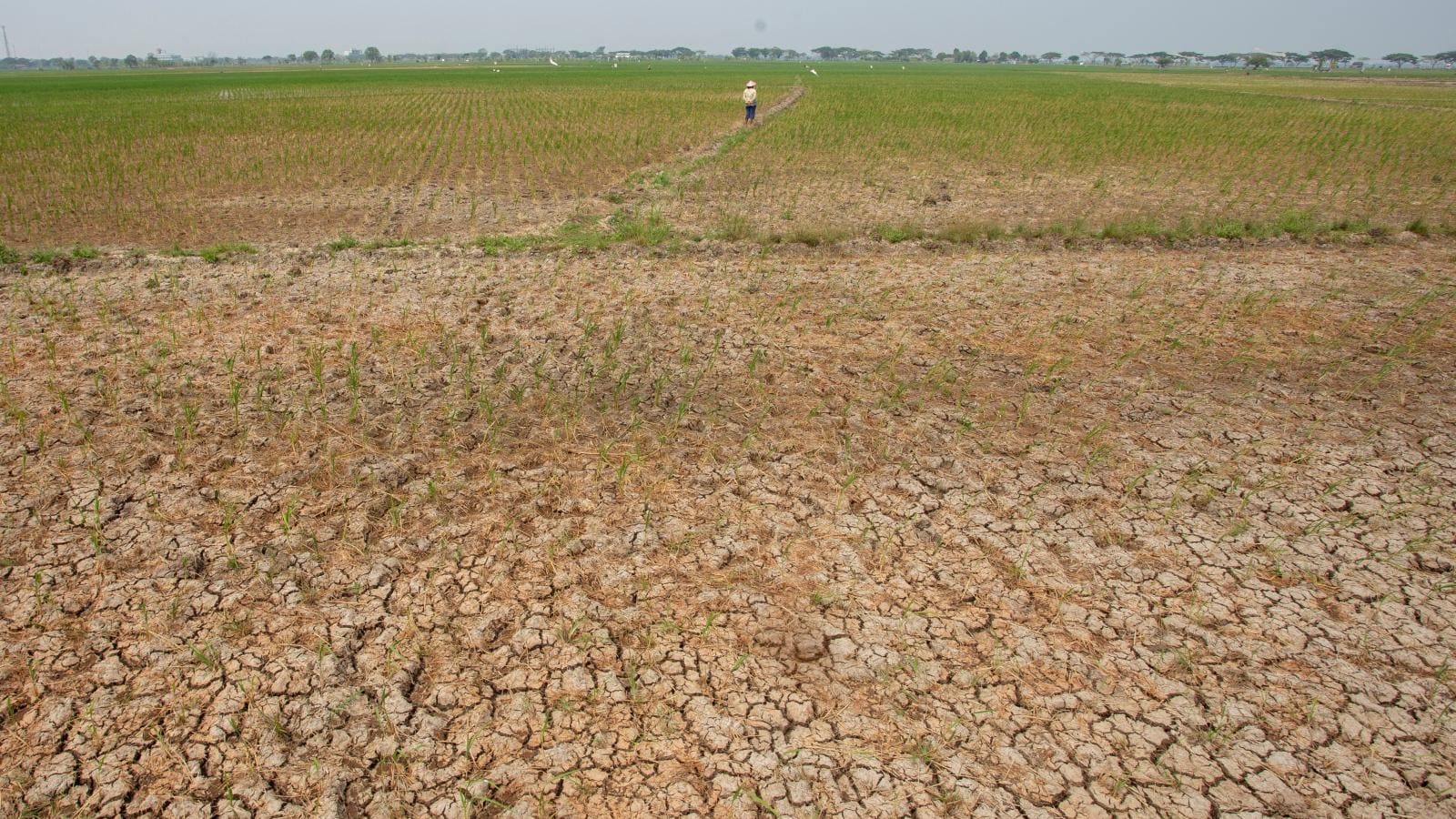 BMKG Peringatkan El Nino Ekstrem, Pemerintah dan Masyarakat Harus Siap Menghadapi Bencana Alam Berantai