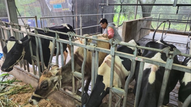 BRI Peduli Dorong Transformasi Ekonomi Peternak Sapi Perah Malang Melalui Program Klaster Unggulan