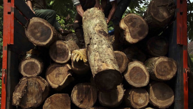 Kementerian Kehutanan Lanjutkan Penuntutan Pelaku Pembalakan Liar di Solok, Ratusan Kayu Hasil Ilegal Berhasil Diamankan